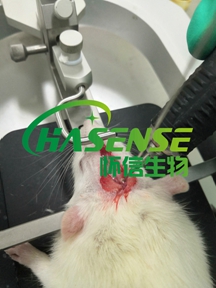 膠質瘤原位瘤模型